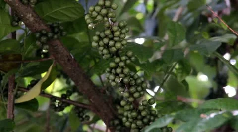 Coffee Stock-Footage 12488803