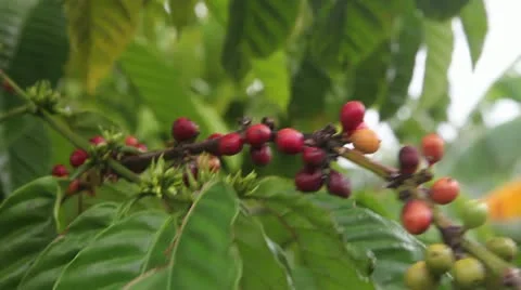 Coffee Видео 20473460