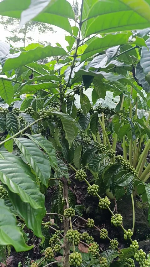 Coffee Stock Footage 309493519