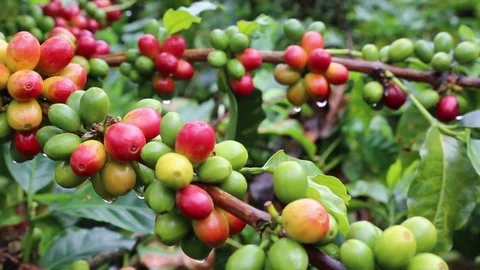 Coffee Forest Stock Footage 83392416