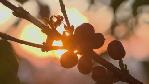Coffee fruit beans on a specialty coffee plantation Stock Footage 258600673