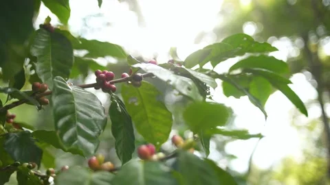 Coffee fruit, Berry coffee on tree with sun light in morning Stock Footage 174666453