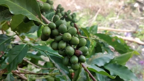 Coffee fruit Stock Footage 260409123