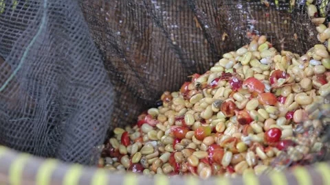 Coffee fruit that has been peeled becomes coffee beans Stock Footage 293167650