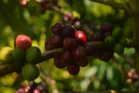 Coffee fruit or beans in the field Stock Photos