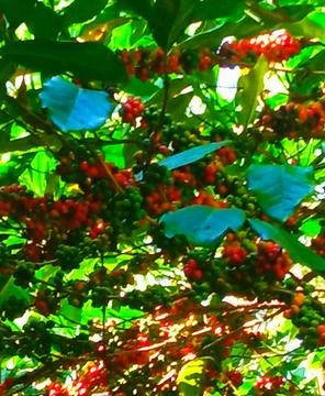 Coffee fruit Stock Photos