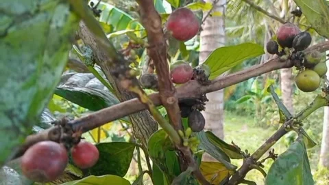 Coffee fruit plants are small round in shape Stock Footage 319414714