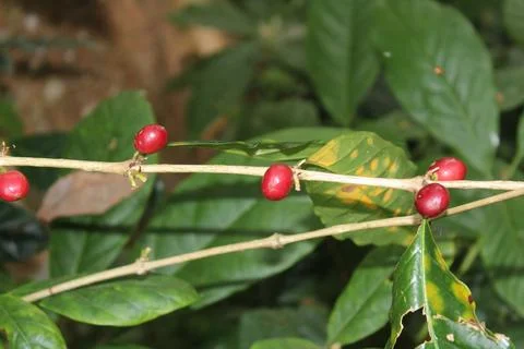 Coffee fruit red leaf background Stock Photos