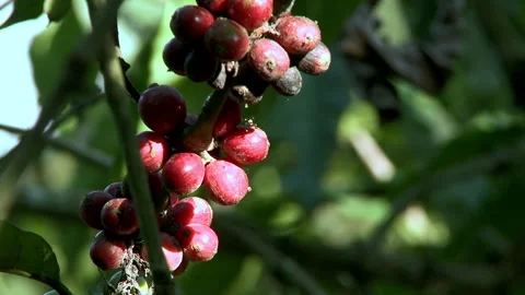 A coffee fruit on a tree in a backyard garden in Ecuador, South America. Stock Footage 266489204