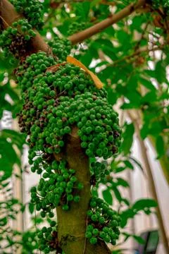 Coffee fruit on the tree in the jungle Stock Photos