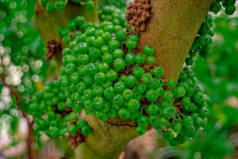 Coffee fruit on the tree in the jungle Stock Photos
