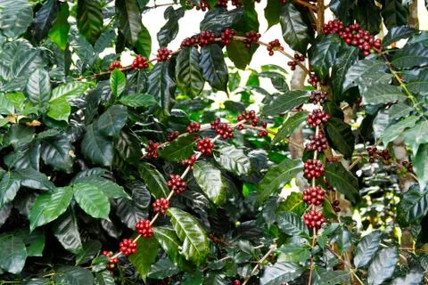 Coffee fruit tree Stock Photos