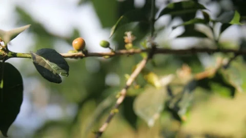 Coffee fruits growing in a coffee tree, in Ethiopia Stock Footage 200215125