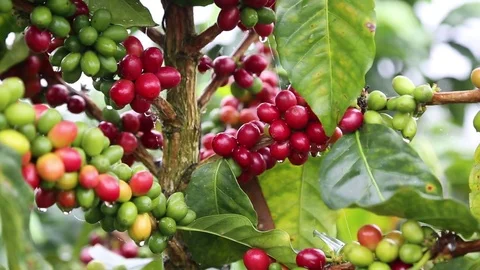 Coffee Fruits Plants Stock Footage 83387938