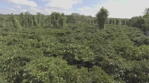 Coffee garden Stock-Footage 243958729