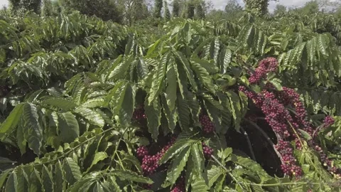 Coffee garden Stock Footage 243958759