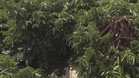 Coffee garden Stock Footage 243958766