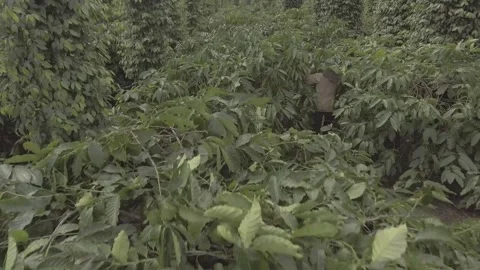 Coffee garden Stock Footage 243958767