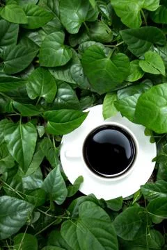 Coffee in the garden Foto stock