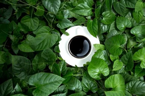 Coffee in the garden Foto stock