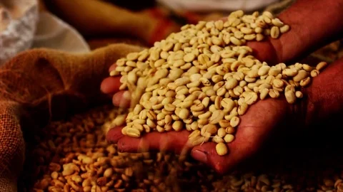 Coffee Grain Vídeo Stock 83831853