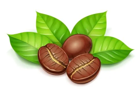 Coffee grain with green leaves. Vector illustration. Stock Illustration