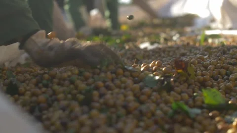 Coffee grains being cleaned Stock Footage 271353708