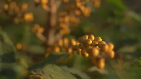 Coffee grains at a coffe tree Stock Footage 271353690