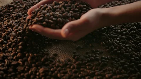Coffee grains traditional expertise by checking texture, taste and scent by Stock Footage 140365416