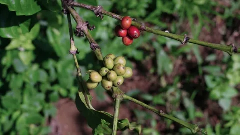 Coffee green and red beans on the plant ripening Stock Footage 314717618