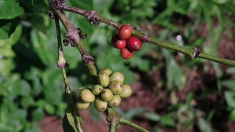 Coffee green and red beans on the plant ripening 動画素材 314717643