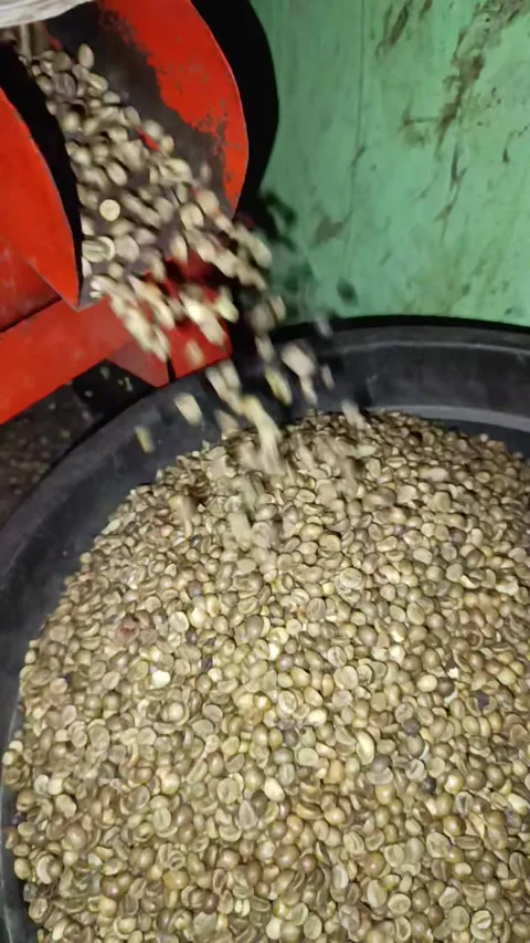 Coffee green bean Stock Footage 309493759