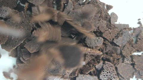 Coffee grounds used for compost in garden today Stock Footage 336358435