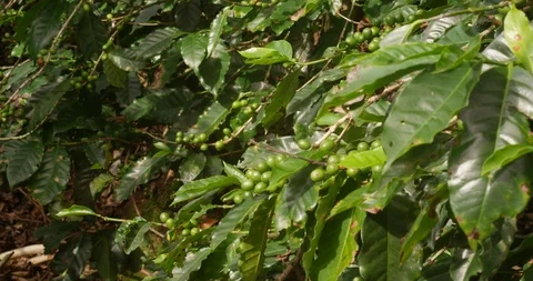 Coffee growing on coffee trees. Costa Rican special coffee.  Stock Footage 125323967