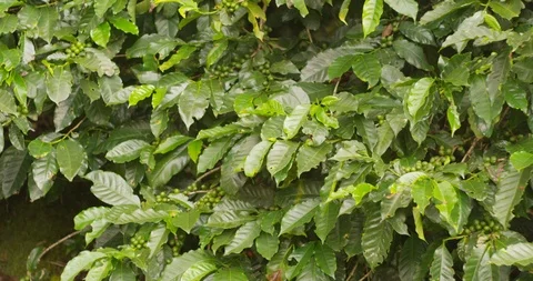 Coffee growing on coffee trees. Costa Rican special coffee.  Stock Footage 125324685