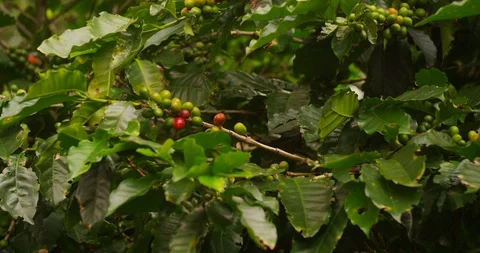 Coffee growing on coffee trees. Costa Rican special coffee.  Stock Footage 125326587