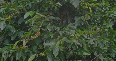 Coffee growing on coffee trees. Costa Rican special coffee.  Stock Footage 125327404