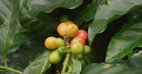 Coffee growing on coffee trees. Costa Rican special coffee.  Stock Footage 125333314