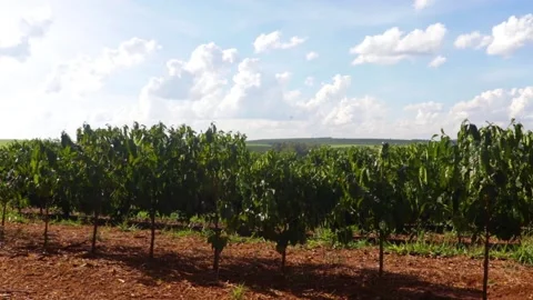 Coffee growing in the field Stock Footage 154917535