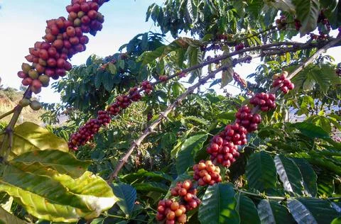 Coffee growing Stock Photos