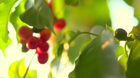 Coffee growing. Red beans hanging on a branch of coffee tree Vídeo Stock 50066796