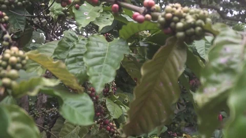 As coffee grows on the coffee plantations Stock Footage 82755231