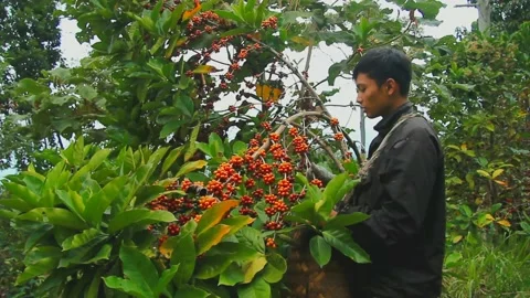 Coffee harvest Stock-Footage 158698374