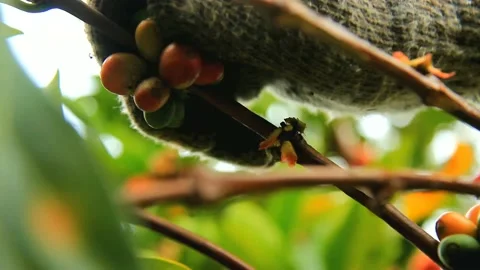 Coffee harvest Stock-Footage 159440826