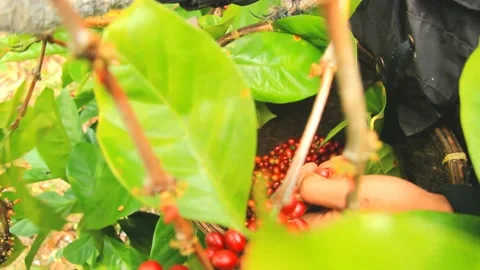 Coffee harvest Stock-Footage 159561779