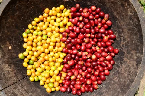 Coffee harvest in the Huayabamba Valley in Amazonas-PERU Stock Photos