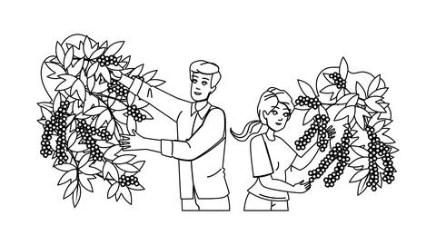 Coffee harvest vector Stock Illustration