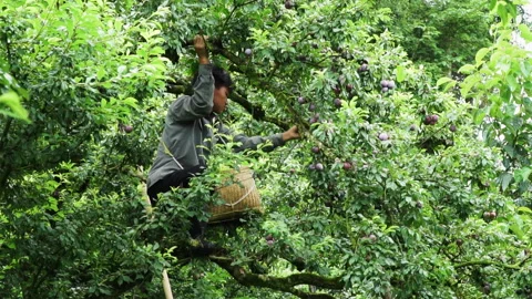 Coffee Harvest Worker picking above tree in Plantation in Moc Chau, Vietnam low Vídeo Stock 331414166