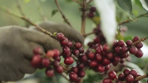 Coffee harvesting Stock Footage 78487502