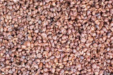 Coffee husks ready to be composted. Coffee hulls background. Dried skins of Stock Photos
